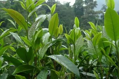 哈尼族云南特色民族菜,哈尼族特色美食图片