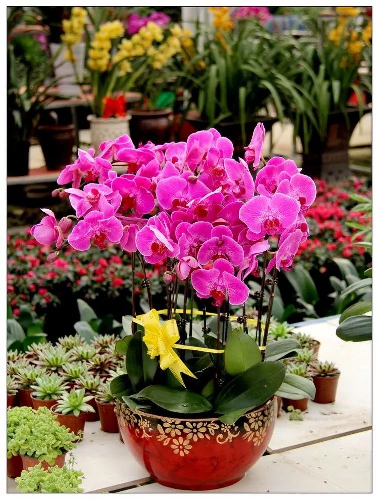 家里养的花掉叶子怎么处理,栀子花叶子发黄干枯掉叶子怎么办