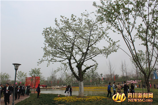 四川眉山樱花博览园,眉山岷江樱花视频