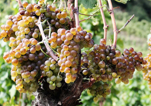 白葡萄品种入门级指南,白葡萄哪个品种好吃