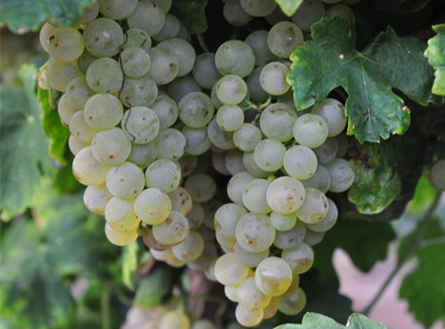 白葡萄品种入门级指南,白葡萄哪个品种好吃