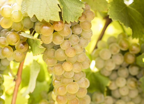 白葡萄品种入门级指南,白葡萄哪个品种好吃