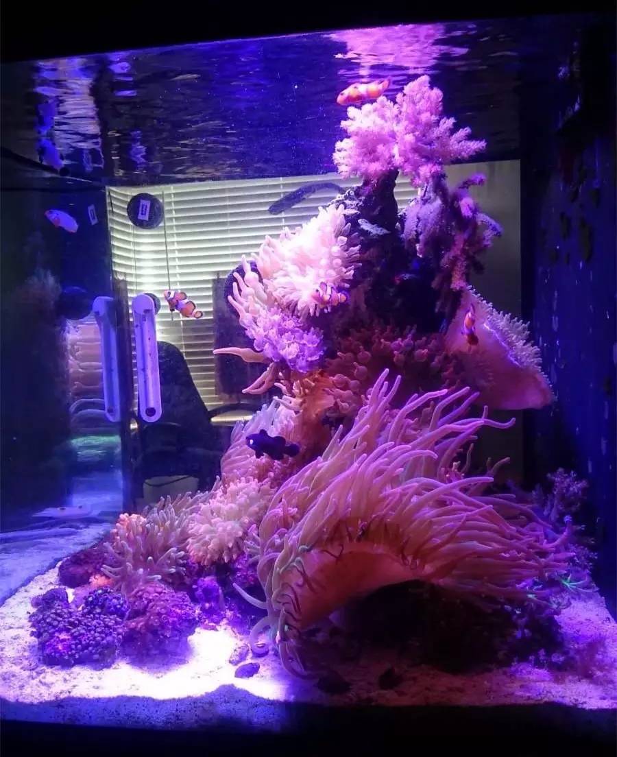 奶嘴计划基础知识,奶嘴的介绍话术