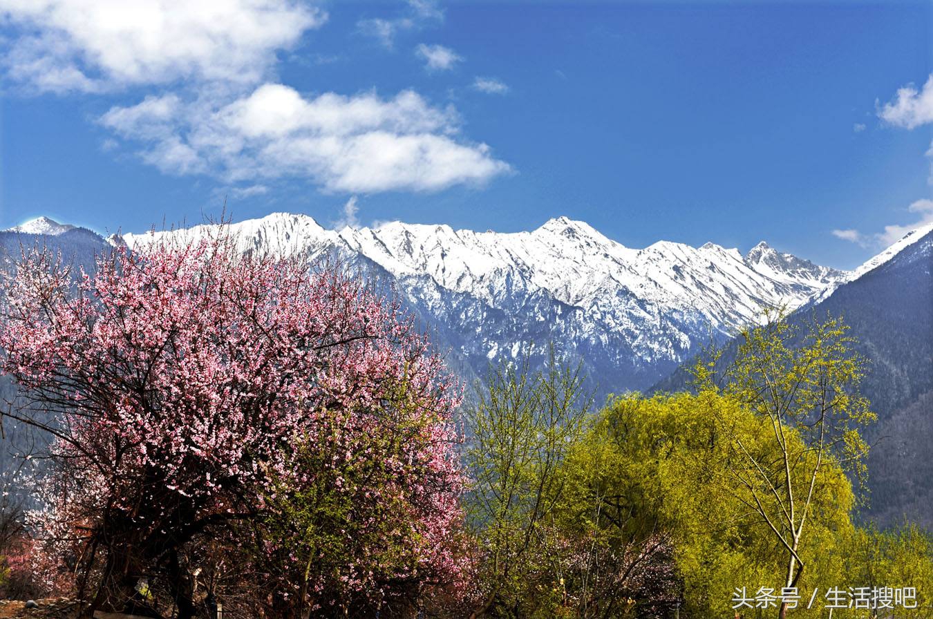 西藏林芝雪域桃花季,中国最美的春天西藏林芝桃花季
