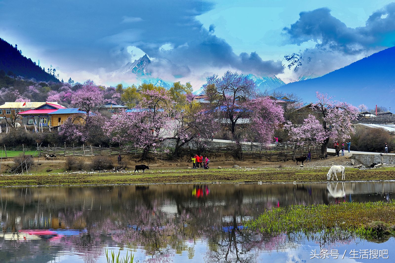 西藏林芝雪域桃花季,中国最美的春天西藏林芝桃花季