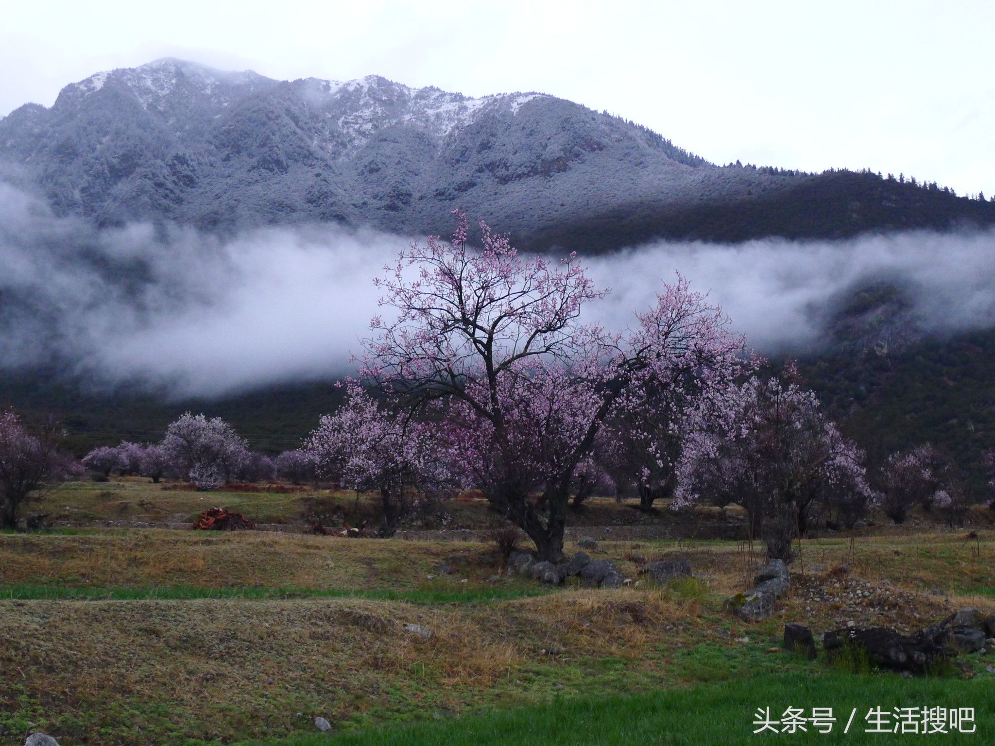 西藏林芝雪域桃花季,中国最美的春天西藏林芝桃花季