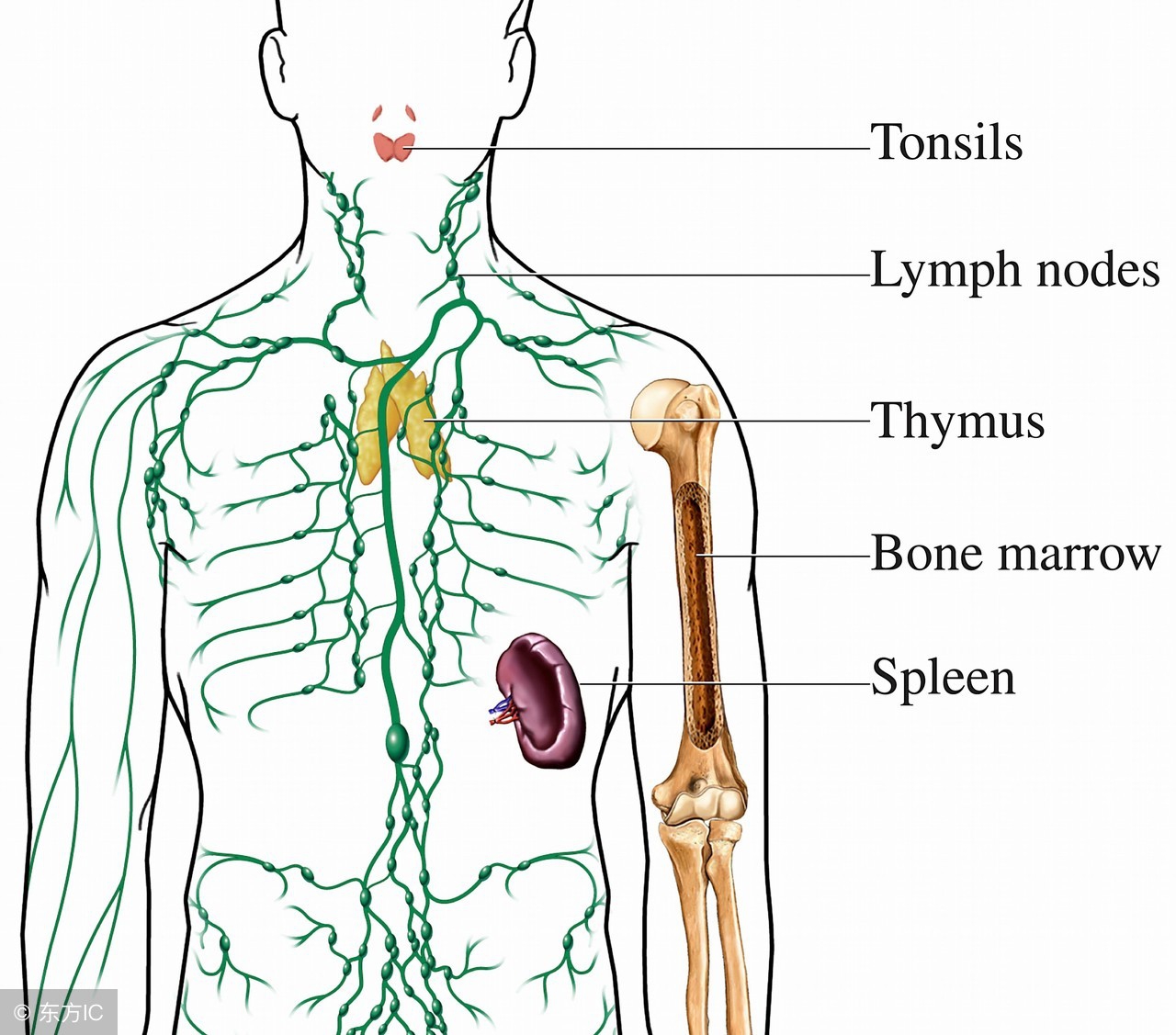 胃癌左锁骨淋巴结转移能活多久,胃癌浅表淋巴结转移