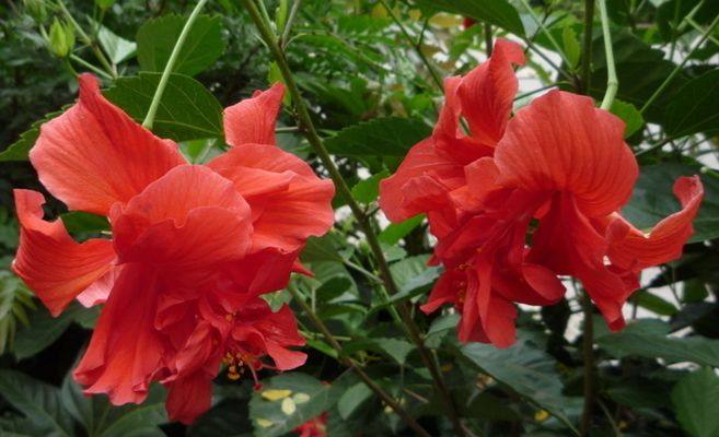 花叶子干枯一碰就掉怎么补救,杜鹃花叶子干枯一碰就掉