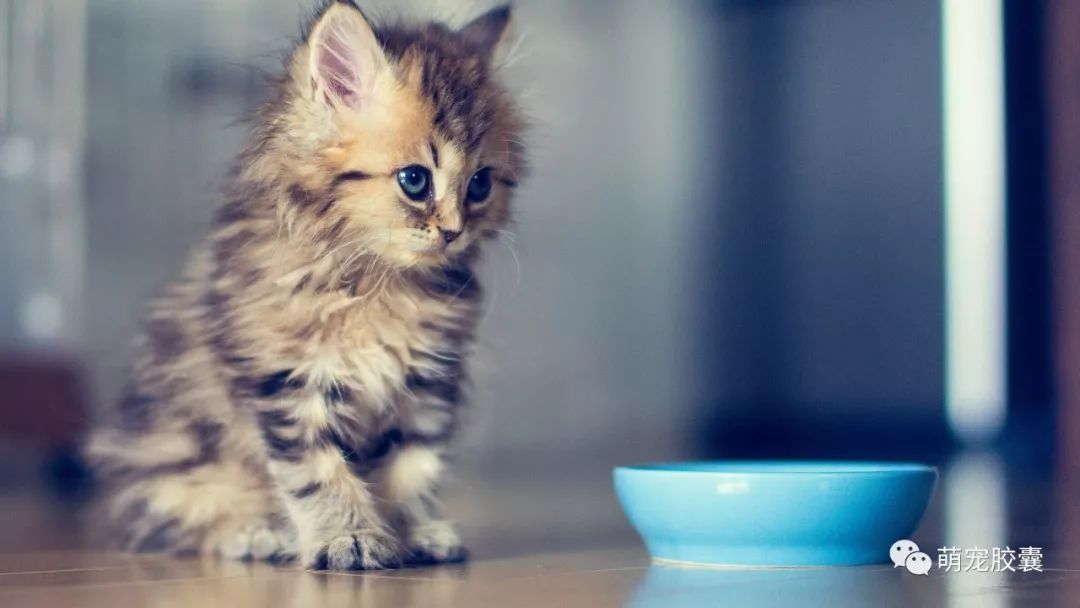 【V-case】猫反复性口炎病例