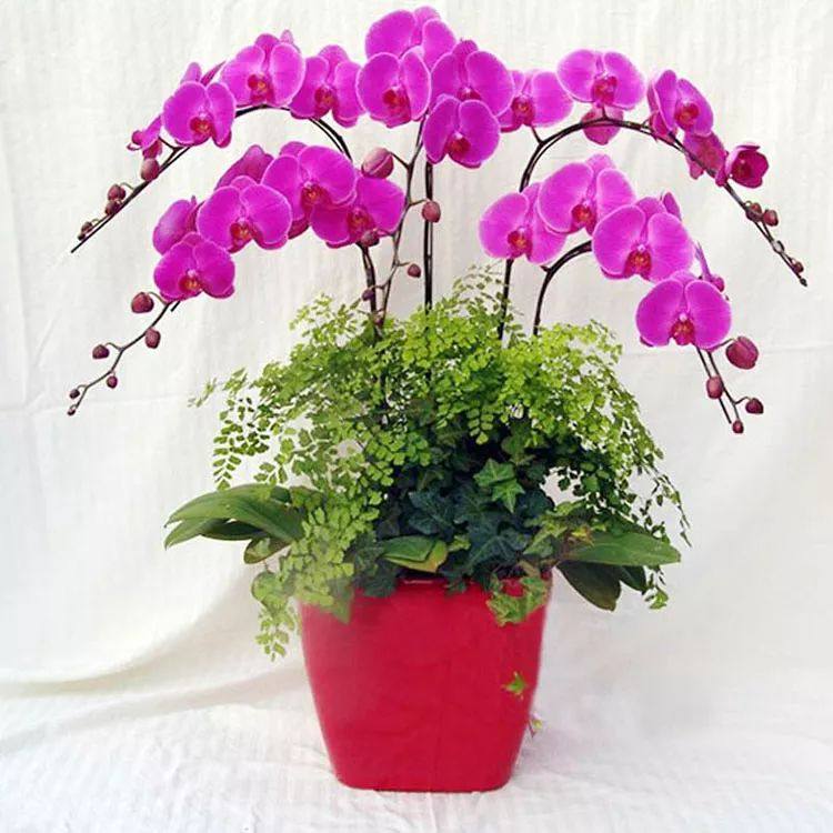 花叶子干枯一碰就掉怎么补救,杜鹃花叶子干枯一碰就掉