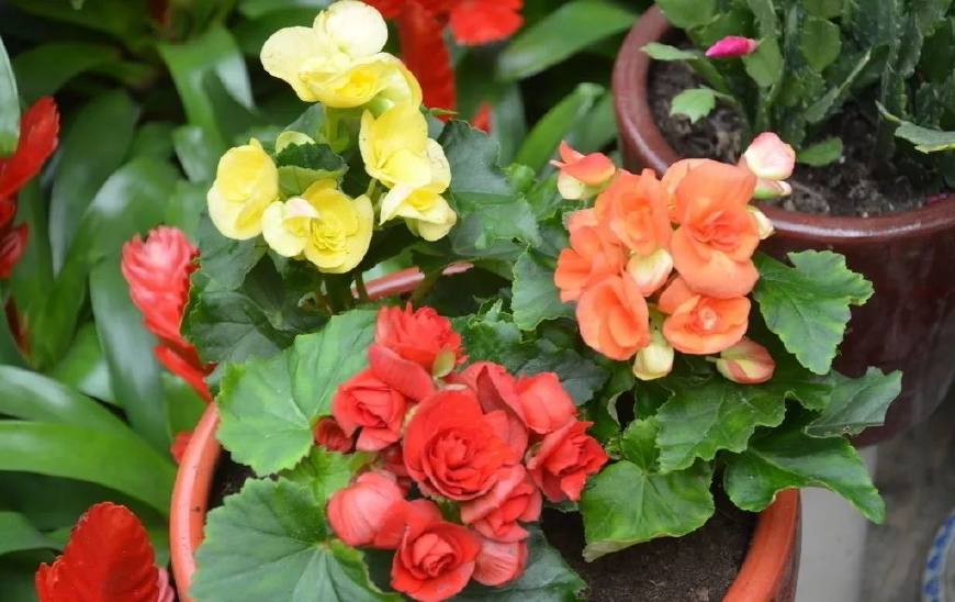 花叶子干枯一碰就掉怎么补救,杜鹃花叶子干枯一碰就掉