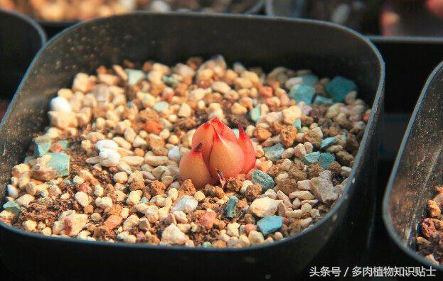 缺光照射多肉,多肉缺光怎样预防徒长