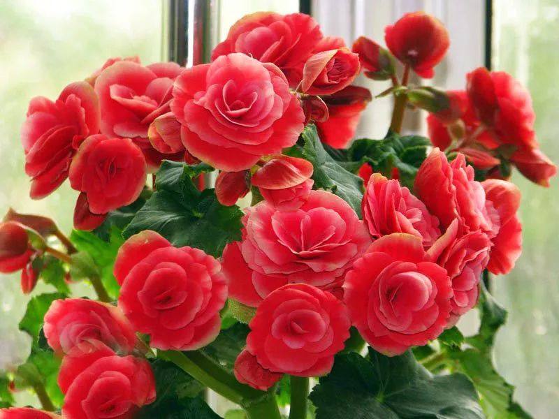 花叶子干枯一碰就掉怎么补救,杜鹃花叶子干枯一碰就掉