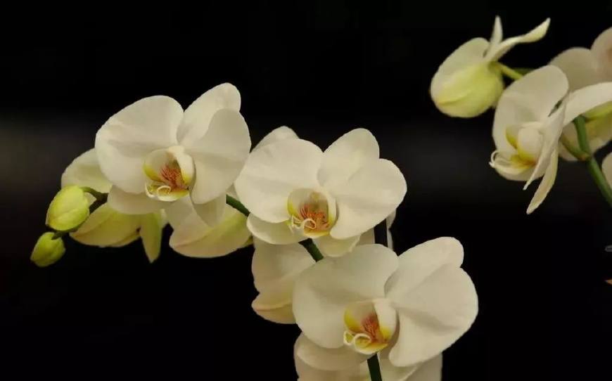 花叶子干枯一碰就掉怎么补救,杜鹃花叶子干枯一碰就掉