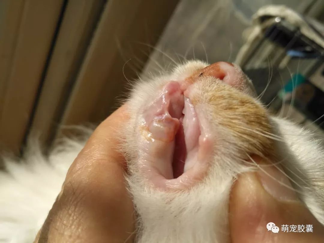 【V-case】猫反复性口炎病例