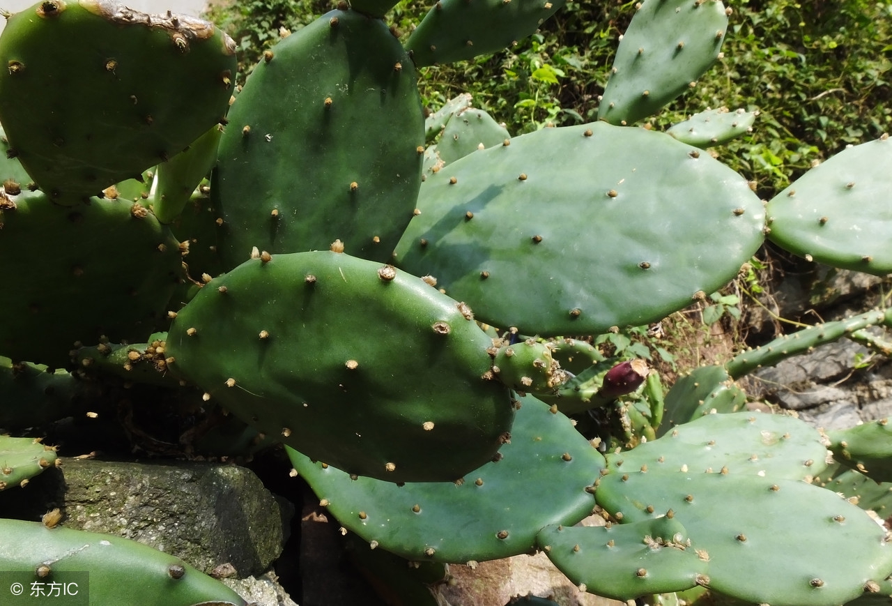 春季干燥流鼻血喝什么茶,春季干燥孩子流鼻血怎么办