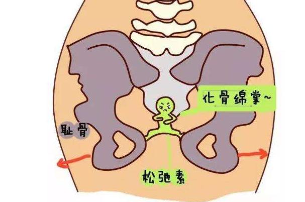 孕晚期耻骨痛是什么地方痛,孕晚期耻骨痛得厉害说明什么