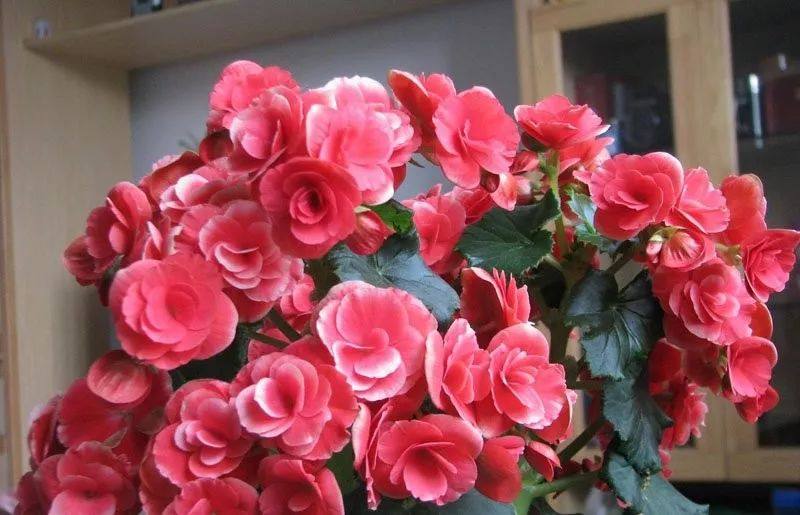 花叶子干枯一碰就掉怎么补救,杜鹃花叶子干枯一碰就掉