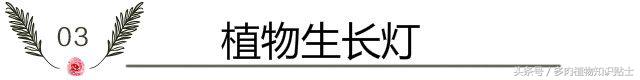 缺光照射多肉,多肉缺光怎样预防徒长