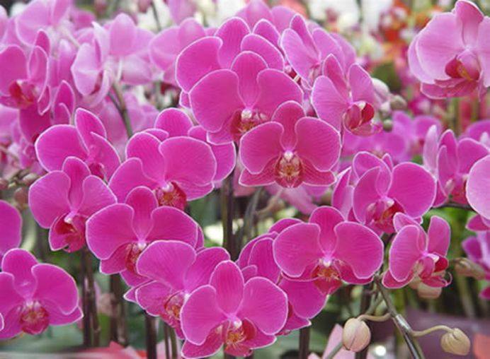 花叶子干枯一碰就掉怎么补救,杜鹃花叶子干枯一碰就掉