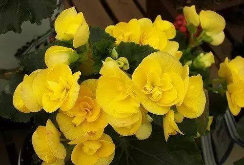 花叶子干枯一碰就掉怎么补救,杜鹃花叶子干枯一碰就掉