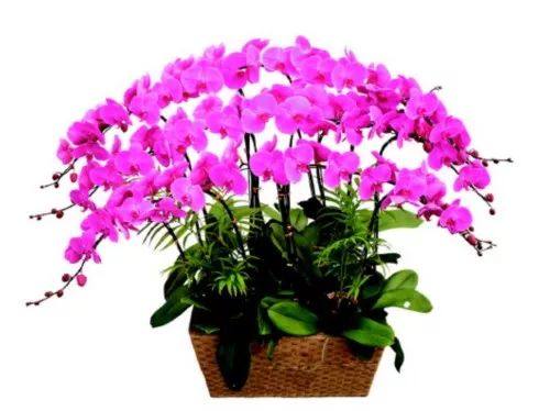 花叶子干枯一碰就掉怎么补救,杜鹃花叶子干枯一碰就掉