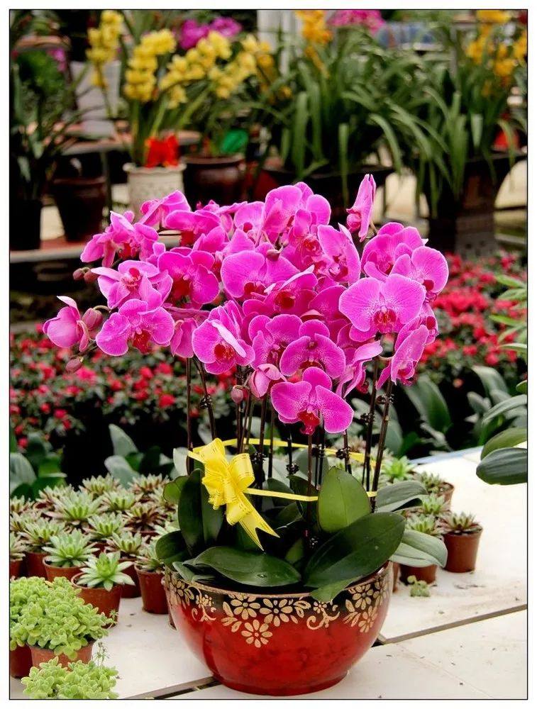 花叶子干枯一碰就掉怎么补救,杜鹃花叶子干枯一碰就掉