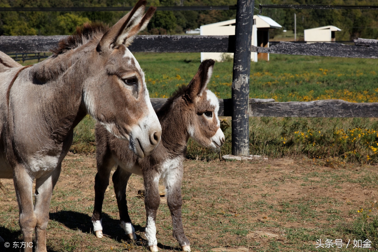 造成肉驴不孕的四种原因