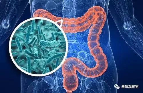 改变肠道菌群或能影响大脑健康,肠道菌群真的能控制大脑吗