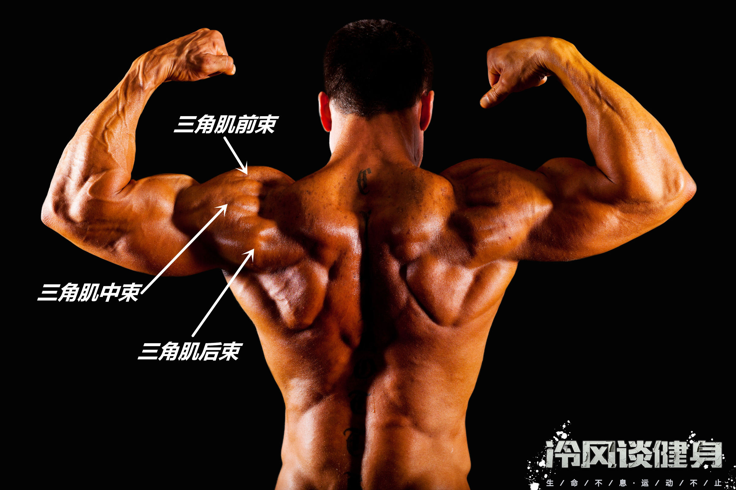 如何高效的练三角肌,三角肌后束练不大是怎么回事