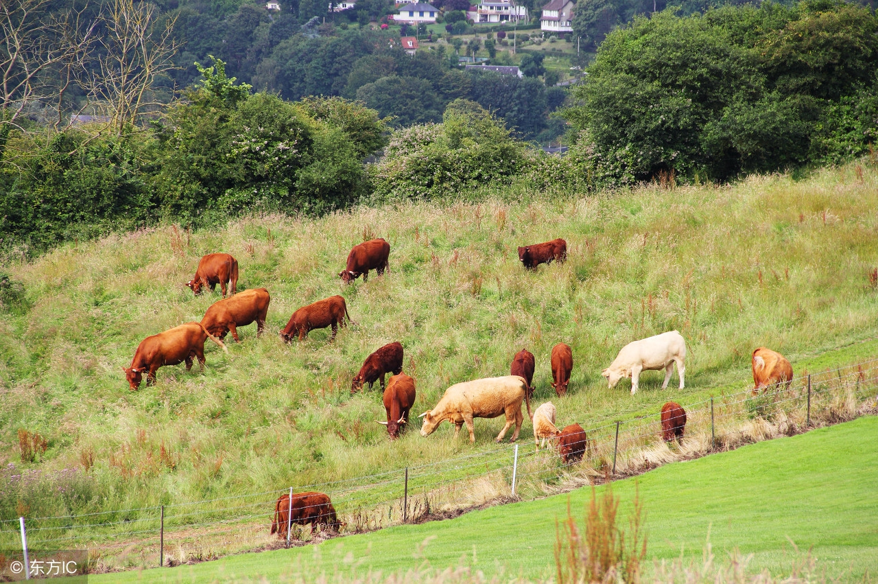 城里人往乡里跑,现在城里人都往农村跑啥意思