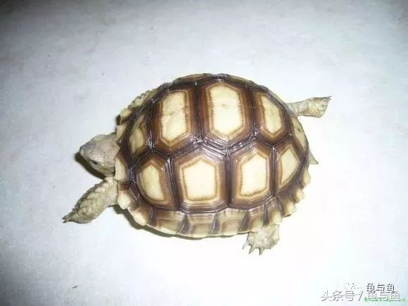 四爪陆龟的正确养法,苏卡达陆龟和赫尔曼陆龟啥样子