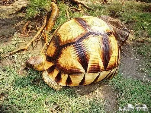 陆龟新手入门教程视频,陆龟蒙诗全集