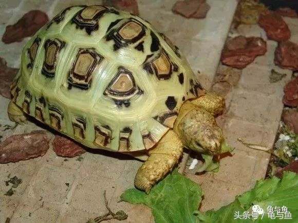 陆龟新手入门教程视频,陆龟蒙诗全集