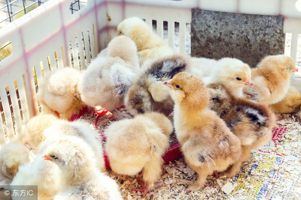 雏鸡饲养管理要点是什么内容,雏鸡的饲养管理视频