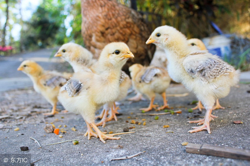 小鸡应该怎么饲养？你看他这样饲养对吗？