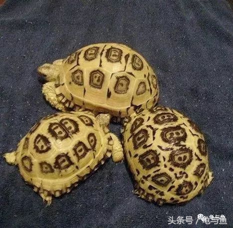 陆龟新手入门教程视频,陆龟蒙诗全集