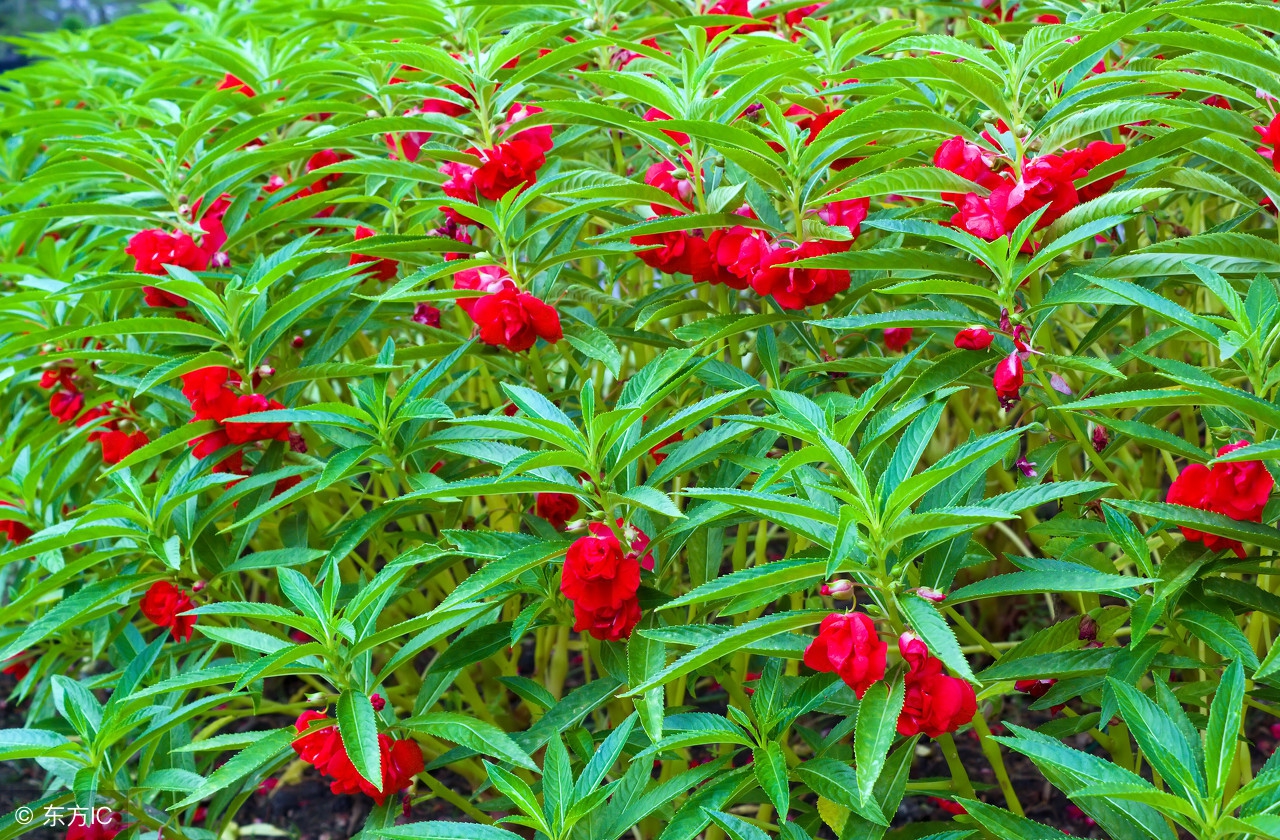 什么药适合驱赶蛇虫鼠蚁,农村怎么防蛇虫鼠蚁进屋