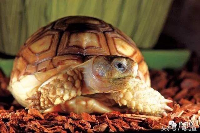 四爪陆龟的正确养法,苏卡达陆龟和赫尔曼陆龟啥样子