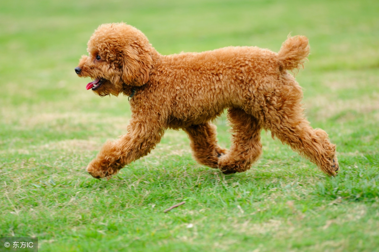 泰迪突然不吃狗粮是什么原因,泰迪毛不卷什么原因