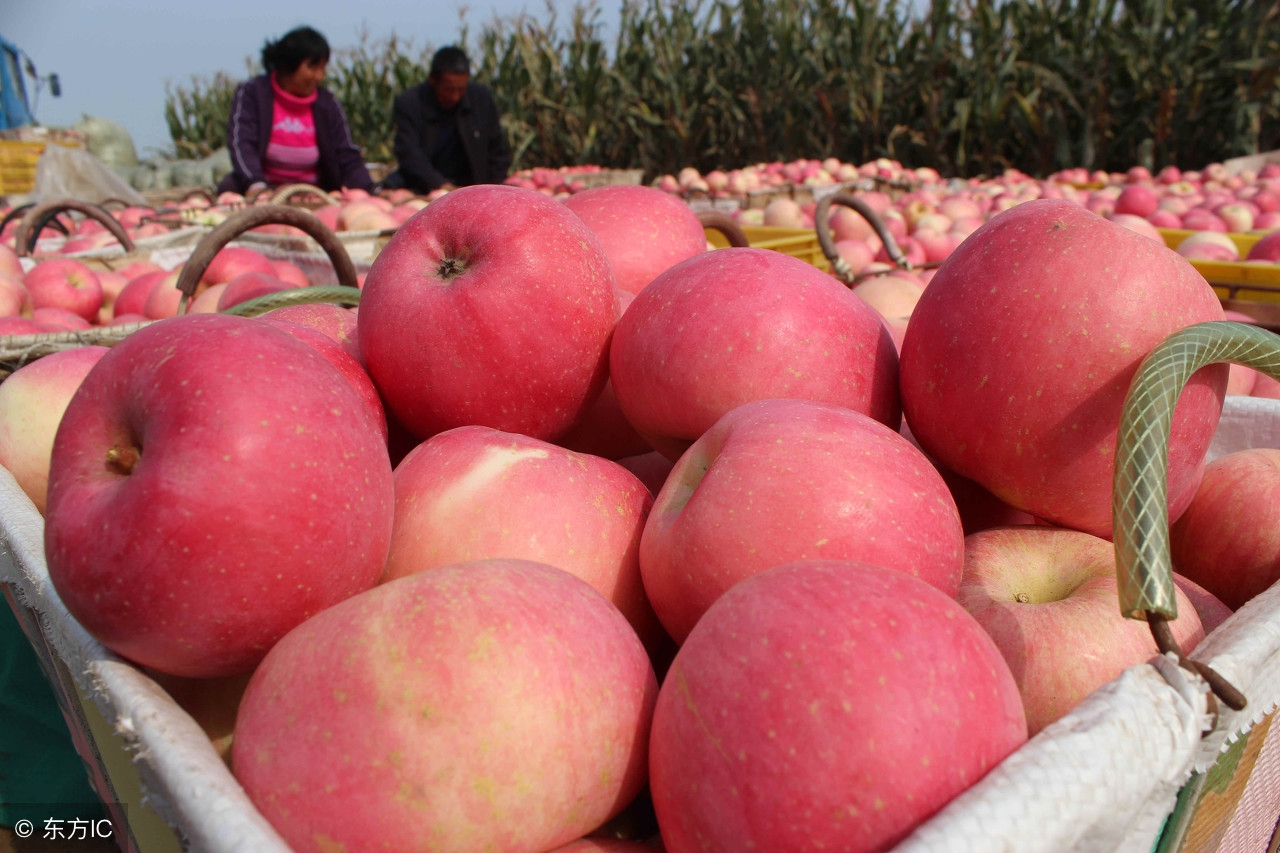 苹果多少钱一斤现在市场价,河南苹果产地批发价格