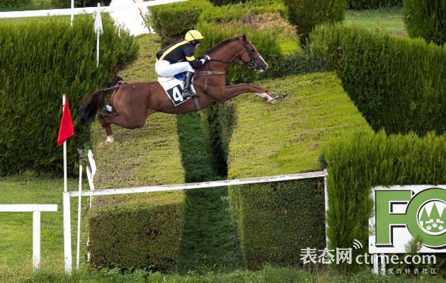 马术需要关注几个误区,观赏马有哪些