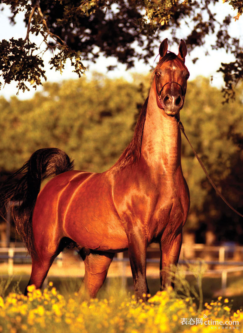 马术需要关注几个误区,观赏马有哪些