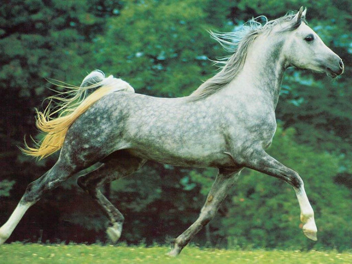 马术需要关注几个误区,观赏马有哪些