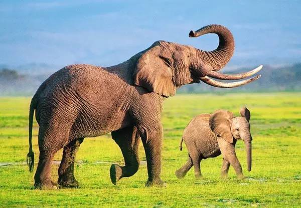 为了庆祝儿童节，珠宝界搬来了整个动物园