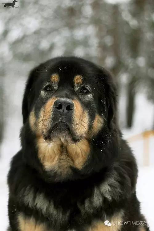藏獒在国外有多受欢迎,藏獒在俄罗斯地位