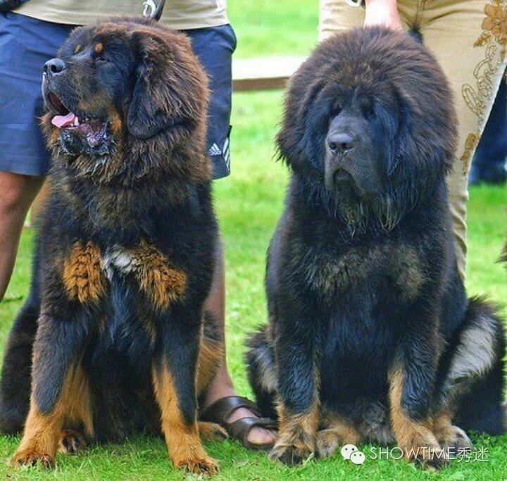 藏獒在国外有多受欢迎,藏獒在俄罗斯地位