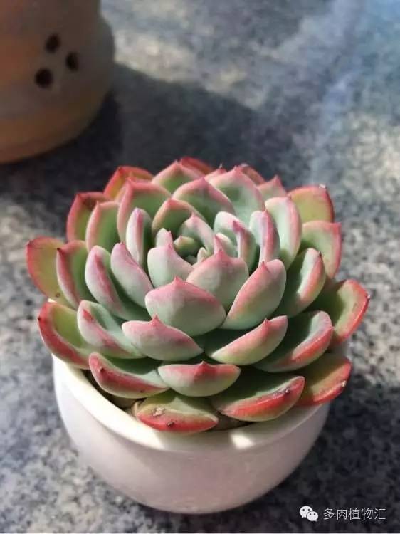 开挂区养多肉好吗,看完这些对比图你就明白了