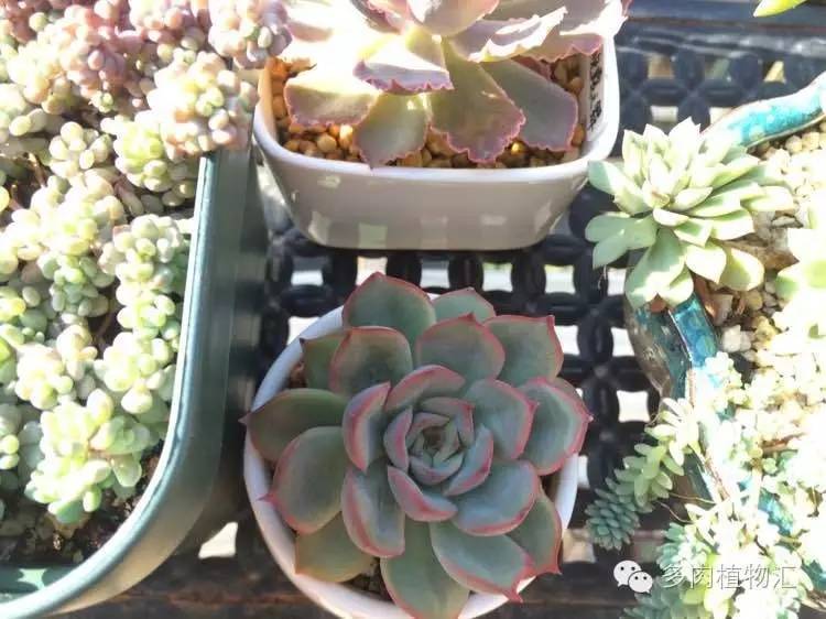 开挂区养多肉好吗,看完这些对比图你就明白了