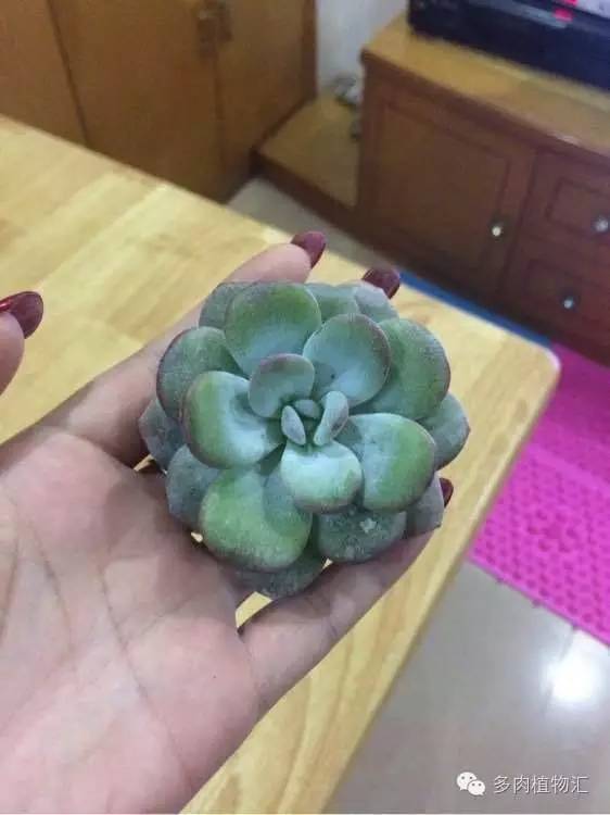 开挂区养多肉好吗,看完这些对比图你就明白了